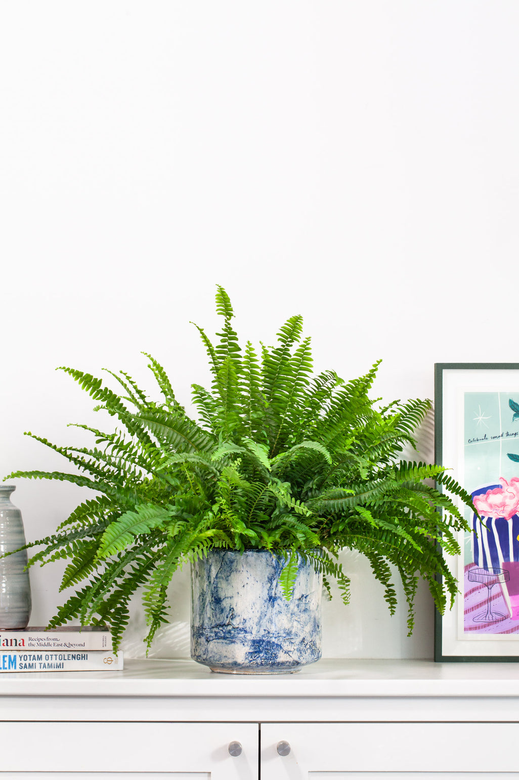 files/IndoorPlants-JamieShots16.11.2023-091_317e22dd-c102-4440-9f46-a0b03be02a3b.jpg
